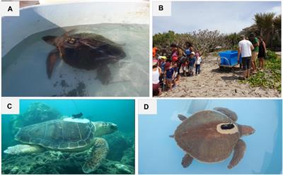 Sea Turtles for Ocean Research and Monitoring: Overview and Initial Results of the STORM Project in the Southwest Indian Ocean